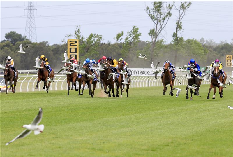 KEMBLA GRANGE, AUSTRALIA - NOVEMBER 19: Jason Collett (yellow, black cap) on Quick Tempo rides through a flock of seagulls to win race 4 the Eleven Eleven Benchmark 78 Handicap during Sydney Racing at Kembla Grange Racecourse on November 19, 2022 in Kembla Grange, Australia. (Photo by Mark Evans/Getty Images)
