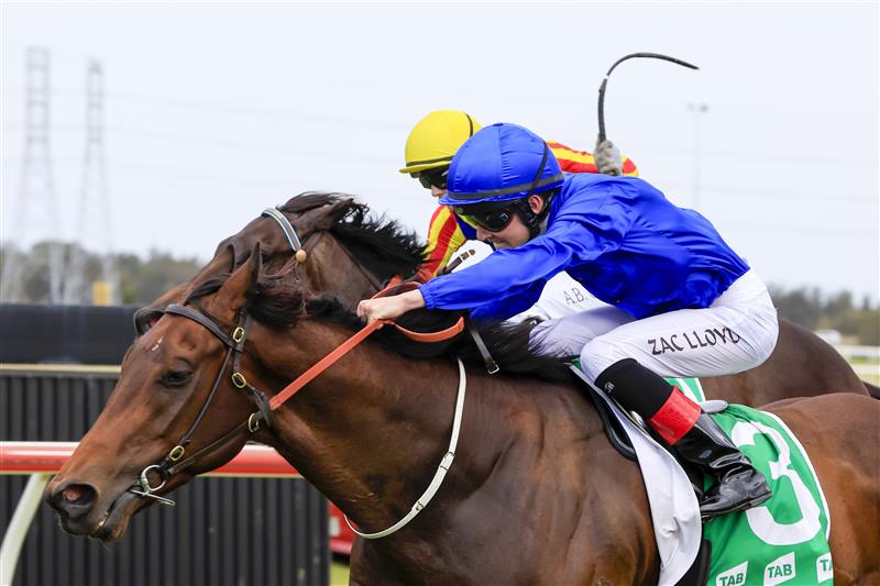 KEMBLA GRANGE, AUSTRALIA - NOVEMBER 19: Zac Lloyd on Athelric wins race 7 The Warra during Sydney Racing at Kembla Grange Racecourse on November 19, 2022 in Kembla Grange, Australia. (Photo by Mark Evans/Getty Images)