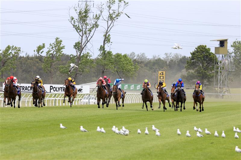 KEMBLA GRANGE, AUSTRALIA - NOVEMBER 19: Jason Collett (yellow, black cap) on Quick Tempo rides through a flock of seagulls to win race 4 the Eleven Eleven Benchmark 78 Handicap during Sydney Racing at Kembla Grange Racecourse on November 19, 2022 in Kembla Grange, Australia. (Photo by Mark Evans/Getty Images)