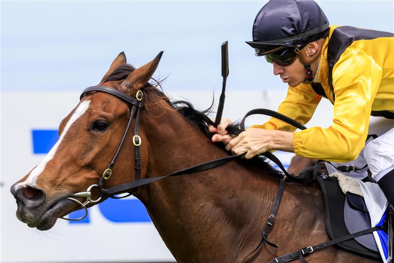 KEMBLA GRANGE, AUSTRALIA - NOVEMBER 19: Jason Collett on Quick Tempo wins race 4 the Eleven Eleven Benchmark 78 Handicap during Sydney Racing at Kembla Grange Racecourse on November 19, 2022 in Kembla Grange, Australia. (Photo by Mark Evans/Getty Images)
