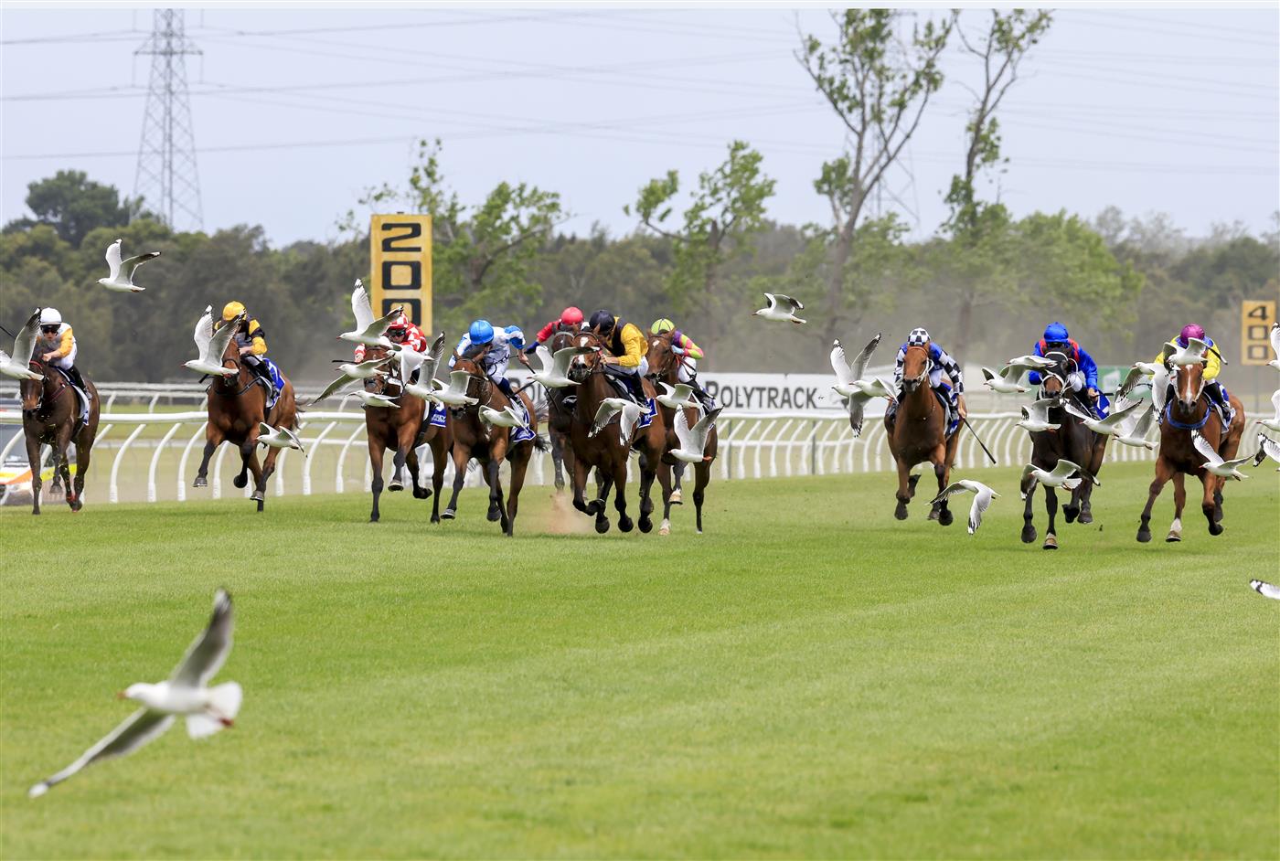 KEMBLA GRANGE, AUSTRALIA - NOVEMBER 19: Jason Collett (yellow, black cap) on Quick Tempo rides through a flock of seagulls to win race 4 the Eleven Eleven Benchmark 78 Handicap during Sydney Racing at Kembla Grange Racecourse on November 19, 2022 in Kembla Grange, Australia. (Photo by Mark Evans/Getty Images)