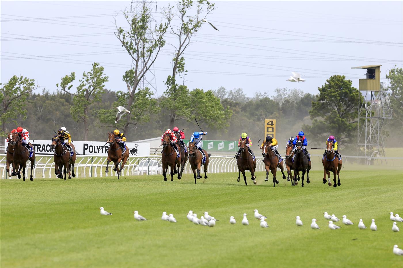 KEMBLA GRANGE, AUSTRALIA - NOVEMBER 19: Jason Collett (yellow, black cap) on Quick Tempo rides through a flock of seagulls to win race 4 the Eleven Eleven Benchmark 78 Handicap during Sydney Racing at Kembla Grange Racecourse on November 19, 2022 in Kembla Grange, Australia. (Photo by Mark Evans/Getty Images)