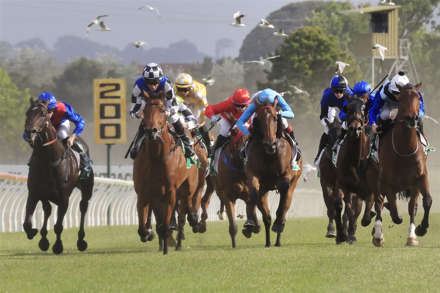 KEMBLA GRANGE, AUSTRALIA - NOVEMBER 19: Jason Collett on Nugget wins race 9 the Abax Contracting Benchmark 88 Handicap during Sydney Racing at Kembla Grange on November 19, 2022 in Kembla Grange, Australia. (Photo by Mark Evans/Getty Images)