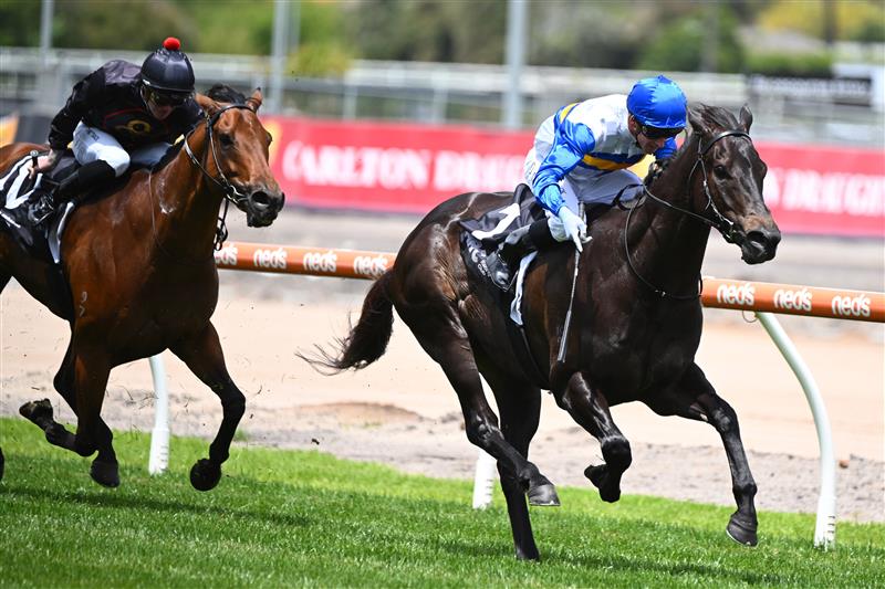 MELBOURNE, AUSTRALIA - NOVEMBER 26: Daniel Moor riding Jigsaw winning Race 3, the Premier Signs Doveton Stakes, during Melbourne Racing at Caulfield Racecourse on November 26, 2022 in Melbourne, Australia. (Photo by Vince Caligiuri/Getty Images)
