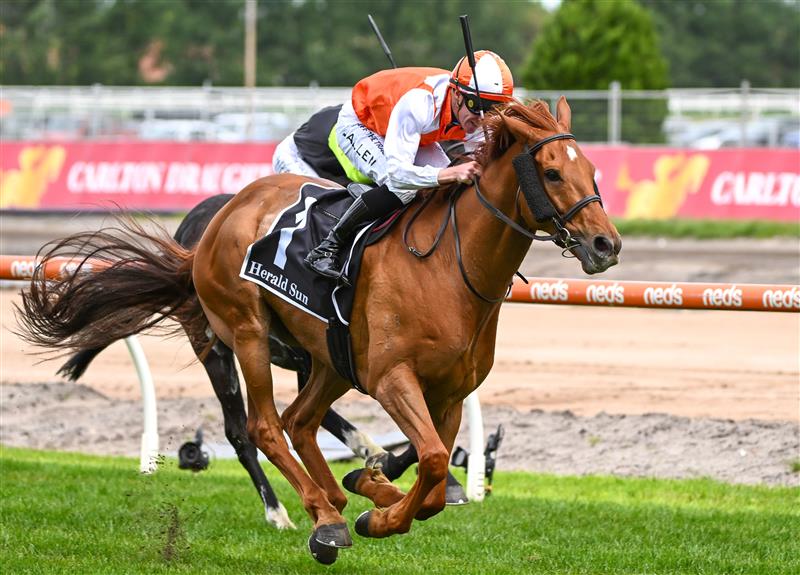 MELBOURNE, AUSTRALIA - NOVEMBER 26: John Allen riding Vow And Declare winning Race 7, the Herald Sun Zipping Classic, during Melbourne Racing at Caulfield Racecourse on November 26, 2022 in Melbourne, Australia. (Photo by Vince Caligiuri/Getty Images)