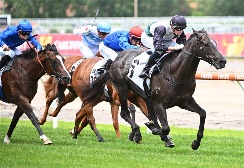 MELBOURNE, AUSTRALIA - NOVEMBER 26: Michael Dee riding Little Brose winning Race 1, the Thoroughbred Club Merson Cooper Stakes, during Melbourne Racing at Caulfield Racecourse on November 26, 2022 in Melbourne, Australia. (Photo by Vince Caligiuri/Getty Images)