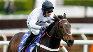 Champion Hurdle 2023 Tips - Is Constitution Hill Britain's banker?
