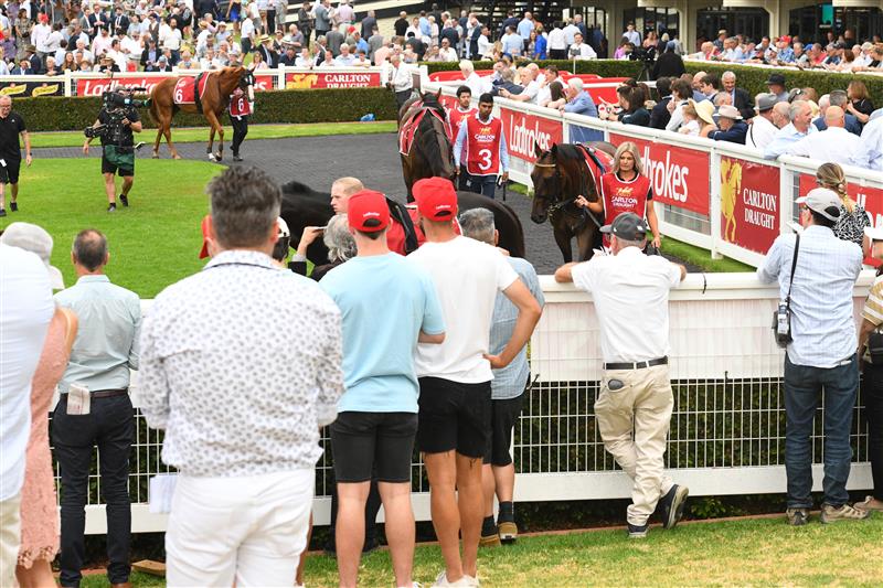 MELBOURNE, AUSTRALIA - FEBRUARY 25: Emissary parades before Race 6, the Carlton Draught Peter Young Stakes, during Melbourne Racing at Sandown Lakeside on February 25, 2023 in Melbourne, Australia. (Photo by Vince Caligiuri/Getty Images)