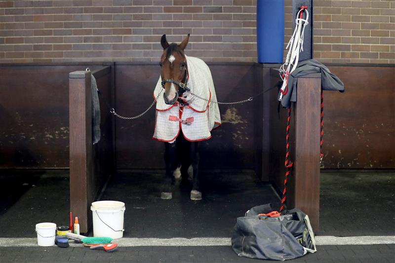 SYDNEY, AUSTRALIA - FEBRUARY 25: A horse is seen prior to the TAB Chipping Norton Stakes Day - Sydney Racing at Royal Randwick Racecourse on February 25, 2023 in Sydney, Australia. (Photo by Jeremy Ng/Getty Images)