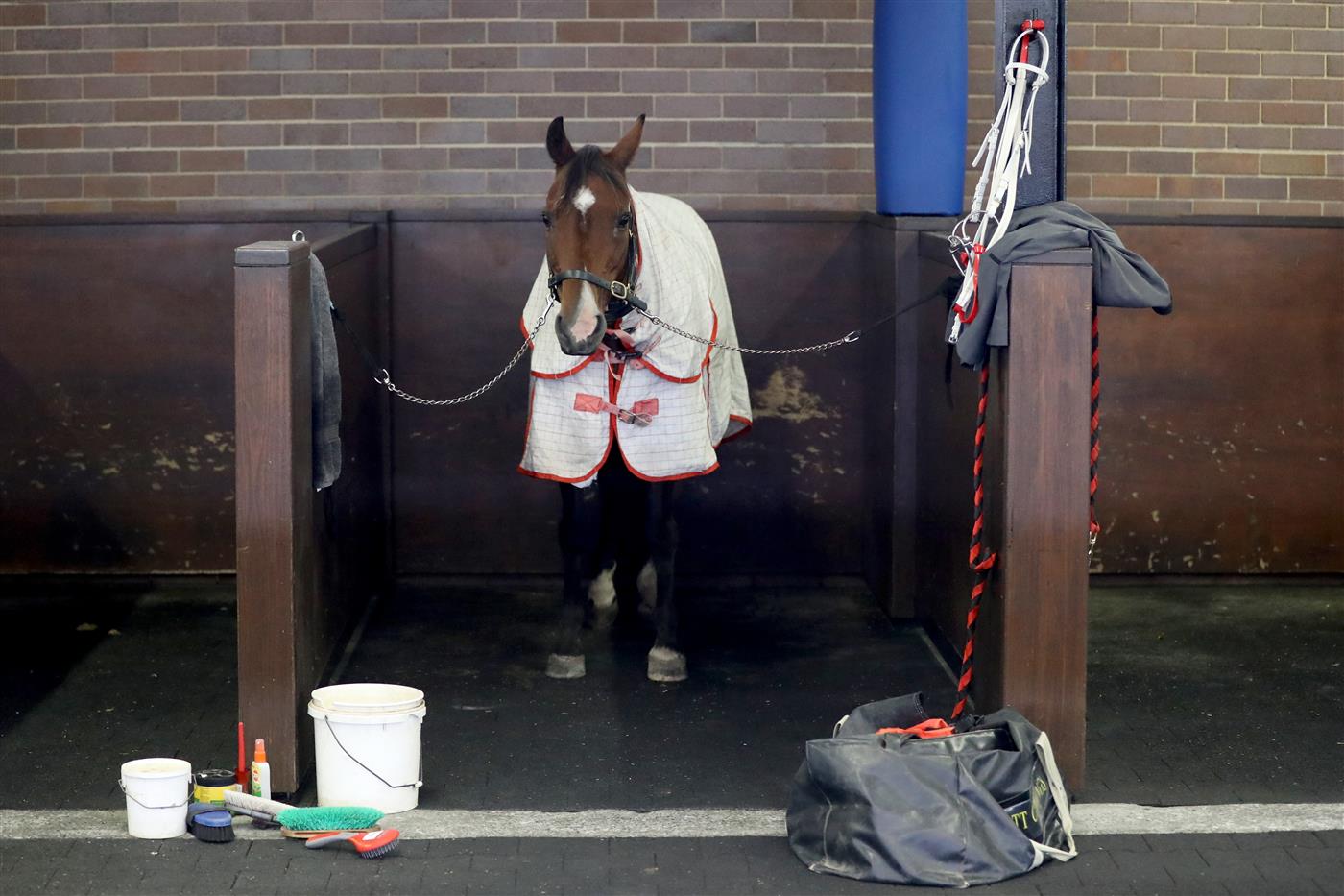 SYDNEY, AUSTRALIA - FEBRUARY 25: A horse is seen prior to the TAB Chipping Norton Stakes Day - Sydney Racing at Royal Randwick Racecourse on February 25, 2023 in Sydney, Australia. (Photo by Jeremy Ng/Getty Images)