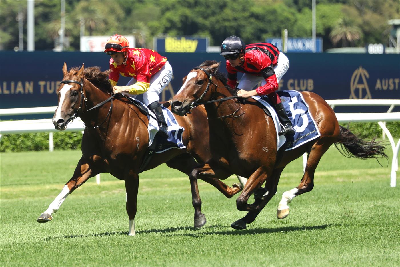 SYDNEY, AUSTRALIA - FEBRUARY 25: In the Congo, Converge and Golden Mile ride in an Exhibition Race after Race 2 TAB Highway Handicap during TAB Chipping Norton Stakes Day - Sydney Racing at Royal Randwick Racecourse on February 25, 2023 in Sydney, Australia. (Photo by Jeremy Ng/Getty Images)