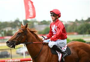 MELBOURNE, AUSTRALIA - MARCH 18: Daniel Moor riding Midwest after winning Race 1, the Powerflo Solutions Vobis Gold Comet, during Melbourne Racing at Moonee Valley Racecourse on March 18, 2023 in Melbourne, Australia. (Photo by Vince Caligiuri/Getty Images)