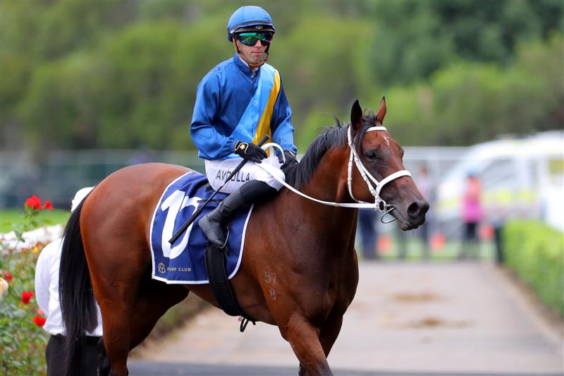 SYDNEY, AUSTRALIA - MARCH 25: Brenton Avdulla riding Roots wins Race 6 Canadian Club Emancipation during Sydney Racing at  Rosehill Gardens on March 25, 2023 in Sydney, Australia. (Photo by Jeremy Ng/Getty Images)