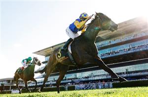 Sydney Cup Barriers