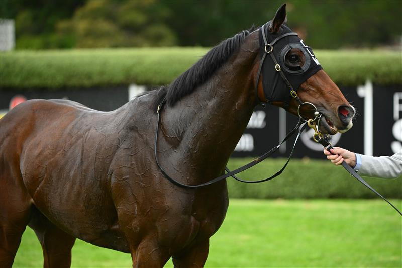MORNINGTON, AUSTRALIA - APRIL 22: Right You Are after winning Race 8, the Neds Mornington Cup, during Melbourne Racing at Mornington Racecourse on April 22, 2023 in Mornington, Australia. (Photo by Vince Caligiuri/Getty Images)