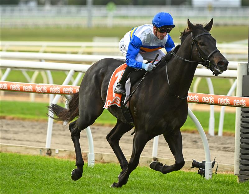 MORNINGTON, AUSTRALIA - APRIL 22: Daniel Moor riding Jigsaw winning Race 7, the Neds Hareeba Stakes,  during Melbourne Racing at Mornington Racecourse on April 22, 2023 in Mornington, Australia. (Photo by Vince Caligiuri/Getty Images)