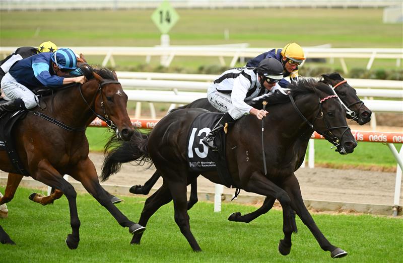 MORNINGTON, AUSTRALIA - APRIL 22: Luke Nolen riding Fasuto winning Race 3, the Ids Security Handicap, during Melbourne Racing at Mornington Racecourse on April 22, 2023 in Mornington, Australia. (Photo by Vince Caligiuri/Getty Images)