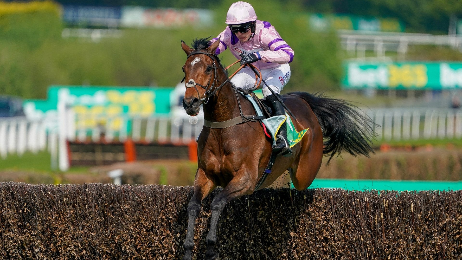 2023 Celebration Chase Tips - Nicholls' star to seal Sandown hat-trick