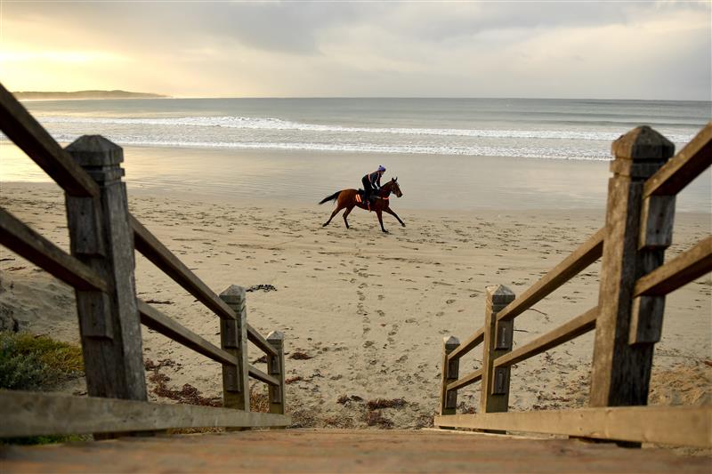 WARRNAMBOOL, AUSTRALIA - MAY 02: Horses train at Lady Bay ahead of the Warrnambool May Racing Carnival on May 02, 2023 in Warrnambool, Australia. (Photo by Morgan Hancock/Getty Images)