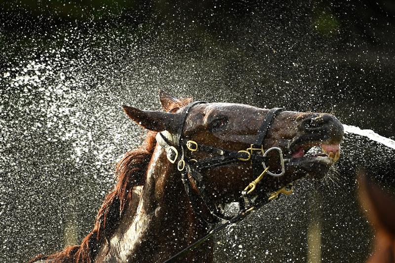 WARRNAMBOOL, AUSTRALIA - MAY 02: A horse is washed following the Carter Group BM64 Handicap during Brierly Steeplechase day at Warrnambool Racing Club on May 02, 2023 in Warrnambool, Australia. (Photo by Morgan Hancock/Getty Images)