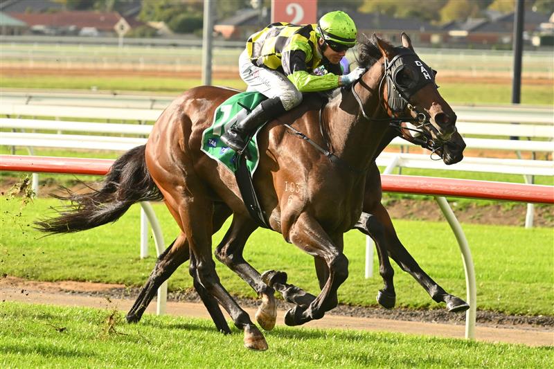 WARRNAMBOOL, AUSTRALIA - MAY 02: Tom Prebble riding Independent Road winning Race 8, the Vale Dean Holland Handicap, during Brierly Steeplechase day at Warrnambool Racing Club on May 02, 2023 in Warrnambool, Australia. (Photo by Vince Caligiuri/Getty Images)