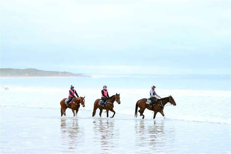 WARRNAMBOOL, AUSTRALIA - MAY 02: Horses train at Lady Bay ahead of the Warrnambool May Racing Carnival on May 02, 2023 in Warrnambool, Australia. (Photo by Morgan Hancock/Getty Images)
