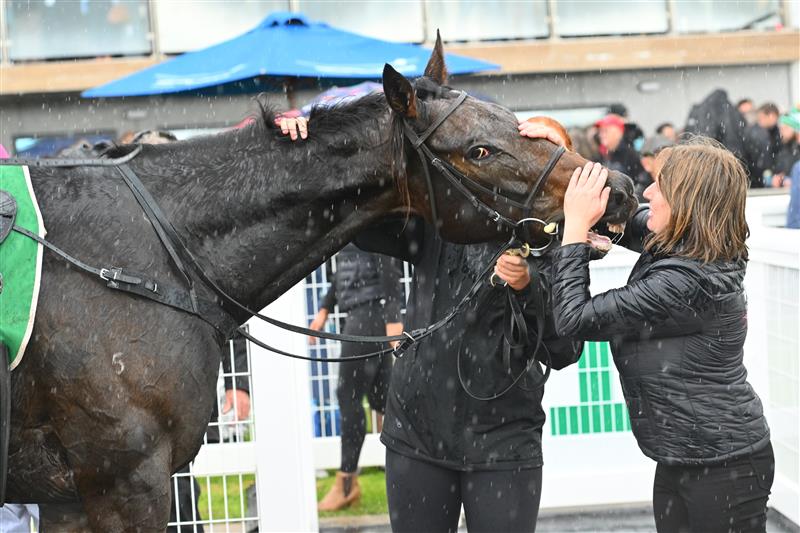 WARRNAMBOOL, AUSTRALIA - MAY 02: Britannicus after winning Race 6, the 3yb Fm Brierly Steeplechase, during Brierly Steeplechase day at Warrnambool Racing Club on May 02, 2023 in Warrnambool, Australia. (Photo by Vince Caligiuri/Getty Images)