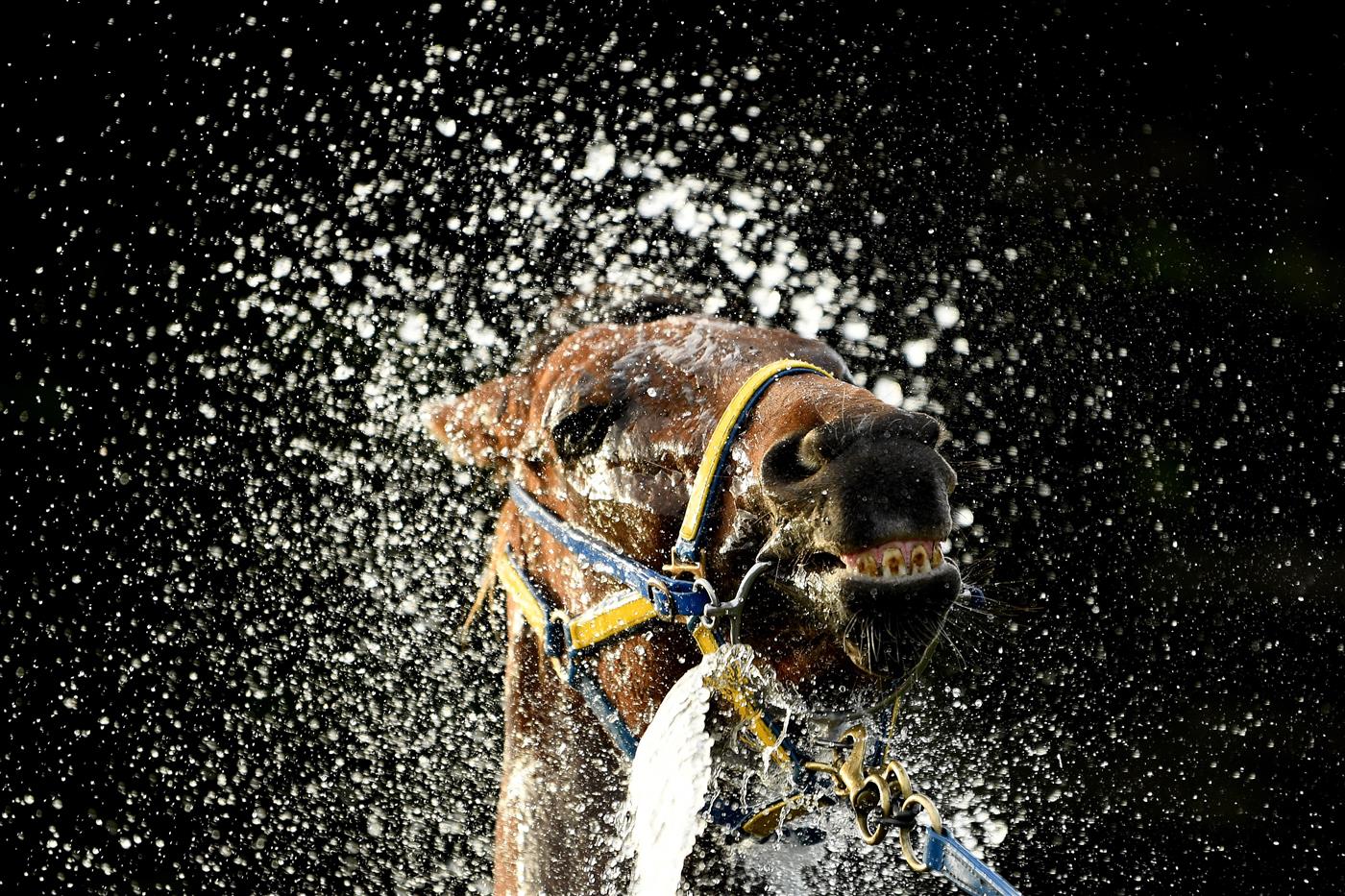 WARRNAMBOOL, AUSTRALIA - MAY 02: A horse is washed following the Carter Group BM64 Handicap during Brierly Steeplechase day at Warrnambool Racing Club on May 02, 2023 in Warrnambool, Australia. (Photo by Morgan Hancock/Getty Images)