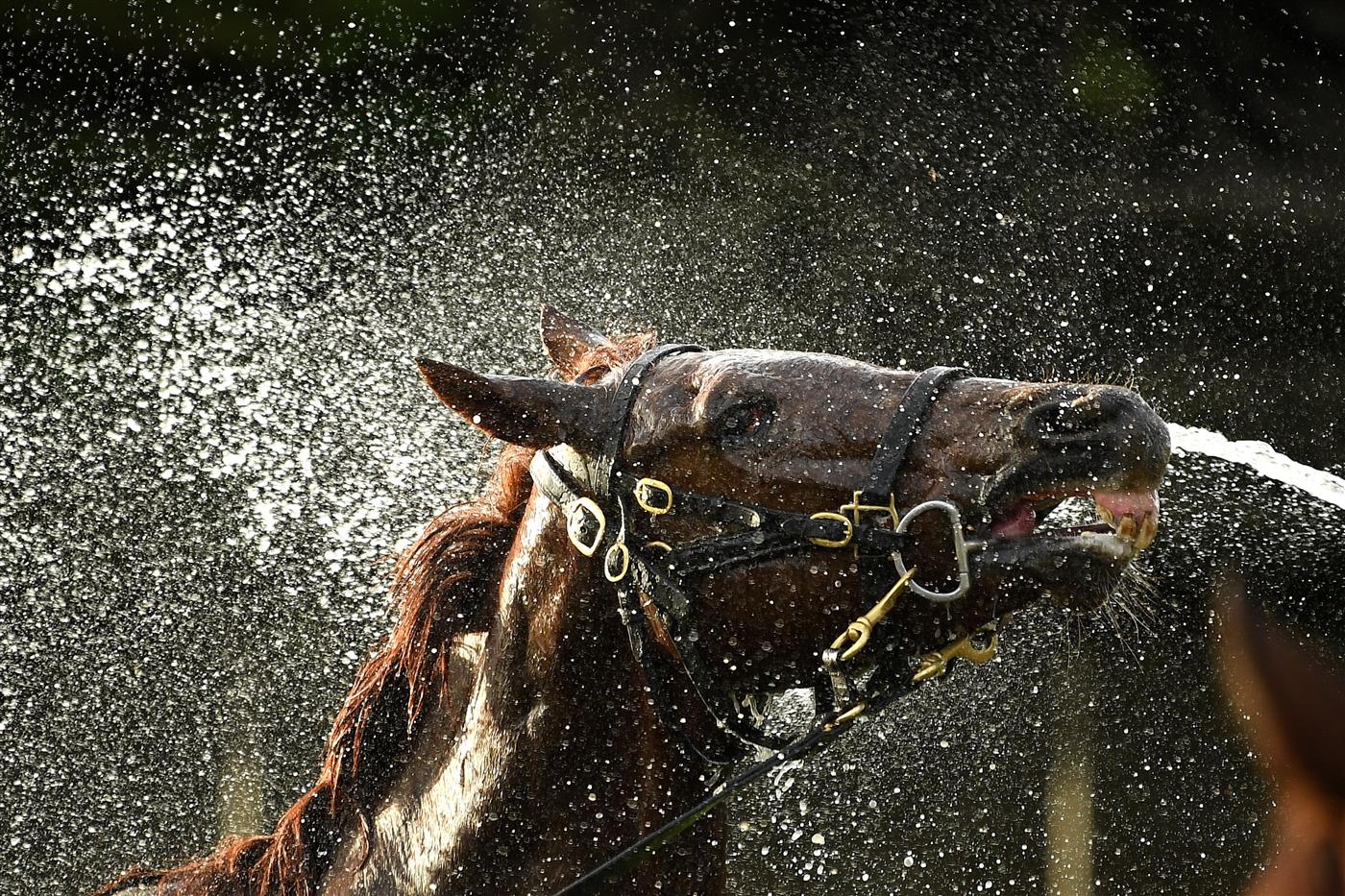 WARRNAMBOOL, AUSTRALIA - MAY 02: A horse is washed following the Carter Group BM64 Handicap during Brierly Steeplechase day at Warrnambool Racing Club on May 02, 2023 in Warrnambool, Australia. (Photo by Morgan Hancock/Getty Images)