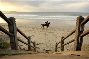 WARRNAMBOOL, AUSTRALIA - MAY 02: Horses train at Lady Bay ahead of the Warrnambool May Racing Carnival on May 02, 2023 in Warrnambool, Australia. (Photo by Morgan Hancock/Getty Images)