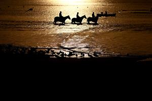 WARRNAMBOOL, AUSTRALIA - MAY 02: Horses train at Lady Bay ahead of the Warrnambool May Racing Carnival on May 02, 2023 in Warrnambool, Australia. (Photo by Morgan Hancock/Getty Images)