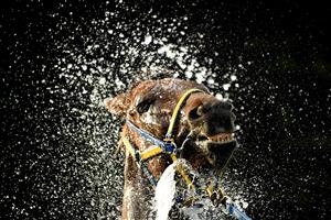 WARRNAMBOOL, AUSTRALIA - MAY 02: A horse is washed following the Carter Group BM64 Handicap during Brierly Steeplechase day at Warrnambool Racing Club on May 02, 2023 in Warrnambool, Australia. (Photo by Morgan Hancock/Getty Images)