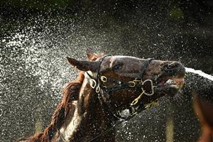 WARRNAMBOOL, AUSTRALIA - MAY 02: A horse is washed following the Carter Group BM64 Handicap during Brierly Steeplechase day at Warrnambool Racing Club on May 02, 2023 in Warrnambool, Australia. (Photo by Morgan Hancock/Getty Images)