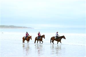 WARRNAMBOOL, AUSTRALIA - MAY 02: Horses train at Lady Bay ahead of the Warrnambool May Racing Carnival on May 02, 2023 in Warrnambool, Australia. (Photo by Morgan Hancock/Getty Images)