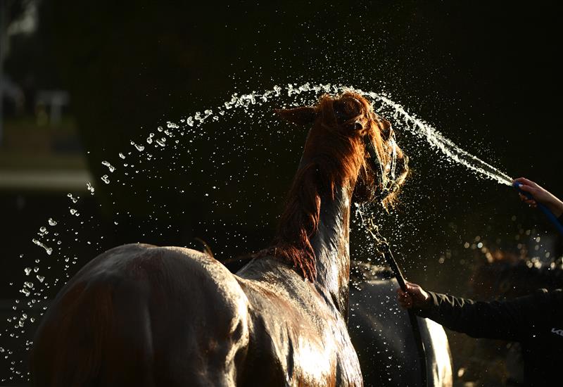 WARRNAMBOOL, AUSTRALIA - MAY 03: Montather from Maher and Eustace Racing is washed down after Race 10 , the The Whalers Hotel Bm70 Handicap, during Galleywood Hurdle Day on May 03, 2023 in Warrnambool, Australia. (Photo by Vince Caligiuri/Getty Images)