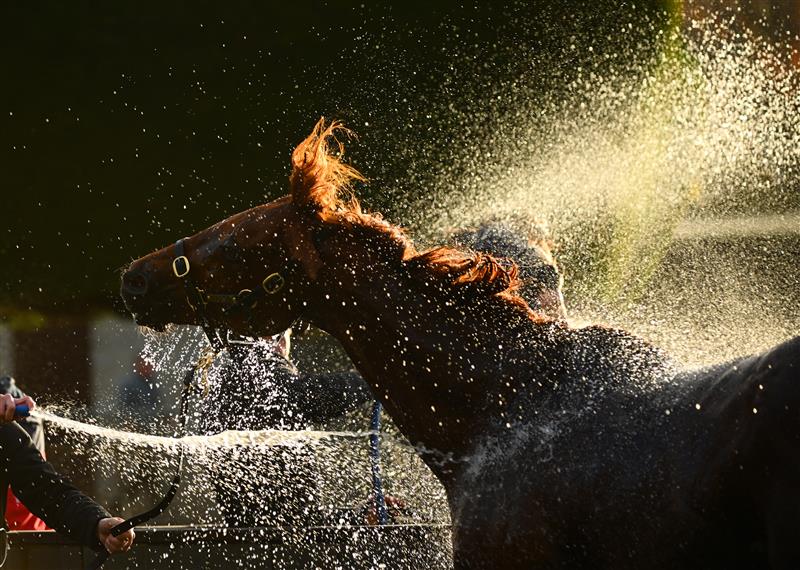 WARRNAMBOOL, AUSTRALIA - MAY 03: Montather from Maher and Eustace Racing is washed down after Race 10 , the The Whalers Hotel Bm70 Handicap, during Galleywood Hurdle Day on May 03, 2023 in Warrnambool, Australia. (Photo by Vince Caligiuri/Getty Images)