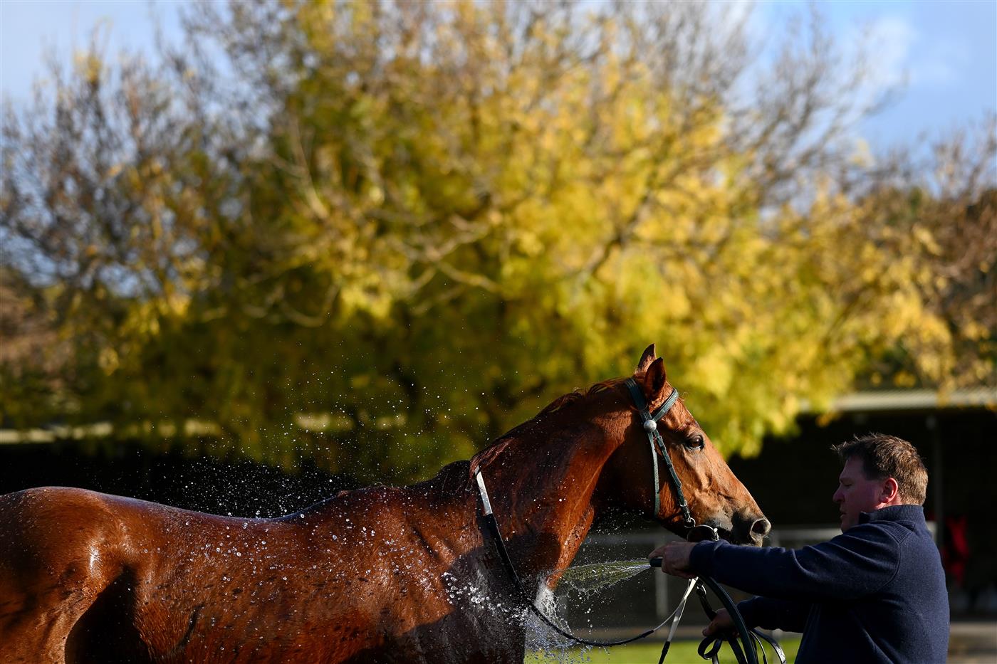 WARRNAMBOOL, AUSTRALIA - MAY 03: A horse is washed off in the stalls during Galleywood Hurdle day at Warrnambool Racing Club on May 03, 2023 in Warrnambool, Australia. (Photo by Morgan Hancock/Getty Images)