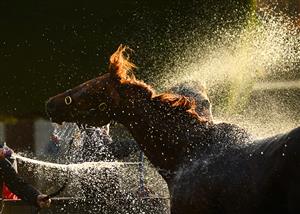 WARRNAMBOOL, AUSTRALIA - MAY 03: Montather from Maher and Eustace Racing is washed down after Race 10 , the The Whalers Hotel Bm70 Handicap, during Galleywood Hurdle Day on May 03, 2023 in Warrnambool, Australia. (Photo by Vince Caligiuri/Getty Images)