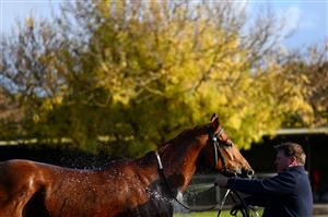 WARRNAMBOOL, AUSTRALIA - MAY 03: A horse is washed off in the stalls during Galleywood Hurdle day at Warrnambool Racing Club on May 03, 2023 in Warrnambool, Australia. (Photo by Morgan Hancock/Getty Images)
