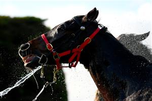 WARRNAMBOOL, AUSTRALIA - MAY 03: A horse is washed off in the stalls during Galleywood Hurdle day at Warrnambool Racing Club on May 03, 2023 in Warrnambool, Australia. (Photo by Morgan Hancock/Getty Images)