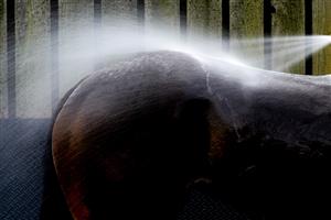 YORK, ENGLAND - MAY 19: Water spray as a horse is hosed down after a race at York Racecourse on May 19, 2023 in York, England. (Photo by Alan Crowhurst/Getty Images)