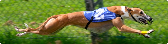 Greyhound-Racing