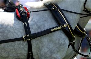 ASCOT, ENGLAND - JUNE 23:  Detail on a Windsor Grey on day four during Royal Ascot 2023 at Ascot Racecourse on June 23, 2023 in Ascot, England. (Photo by Tom Dulat/Getty Images for Ascot Racecourse)