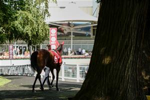 ESHER, ENGLAND - SEPTEMBER 02: A runner makes its way to the parade ring at Sandown Park Racecourse on September 02, 2023 in Esher, England. (Photo by Alan Crowhurst/Getty Images)