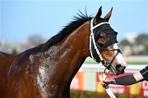 MELBOURNE, AUSTRALIA - SEPTEMBER 02: Soulcombe after winning Race 6, the Tile Importer Heatherlie Stakes, during Melbourne Racing at Caulfield Racecourse on September 02, 2023 in Melbourne, Australia. (Photo by Vince Caligiuri/Getty Images)