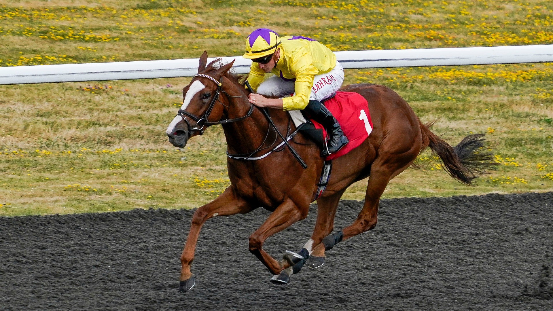 Newspaper Racing Tips Darnation and Golden Lyra popular picks at