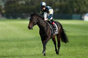 Coolmore Stud Stakes Tips - Complete guide to the Flemington Group 1 sprint