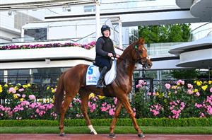 "We’re having a ball" - Vauban into 11/4 for Melbourne Cup after sparkling gallop