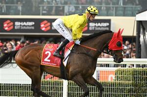 How To Bet On Without A Fight to Win The Melbourne Cup - How To Get 7.00