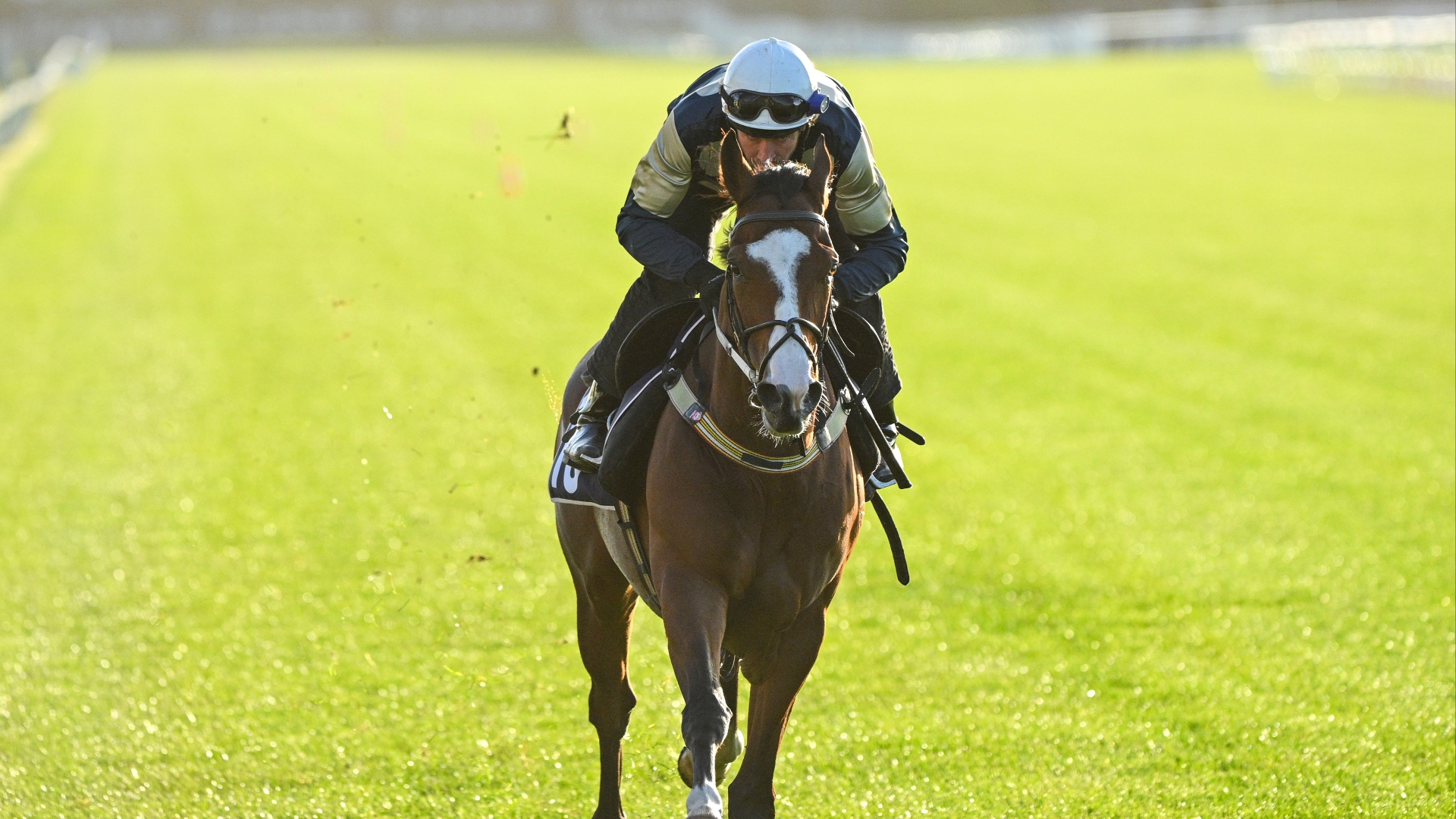 Melbourne Cup Verdict Betfair's assessment of all runners